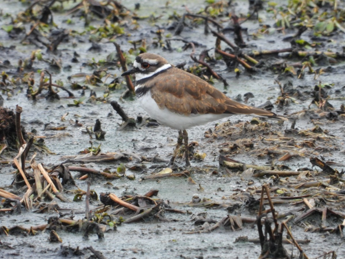 Killdeer - ML646421781