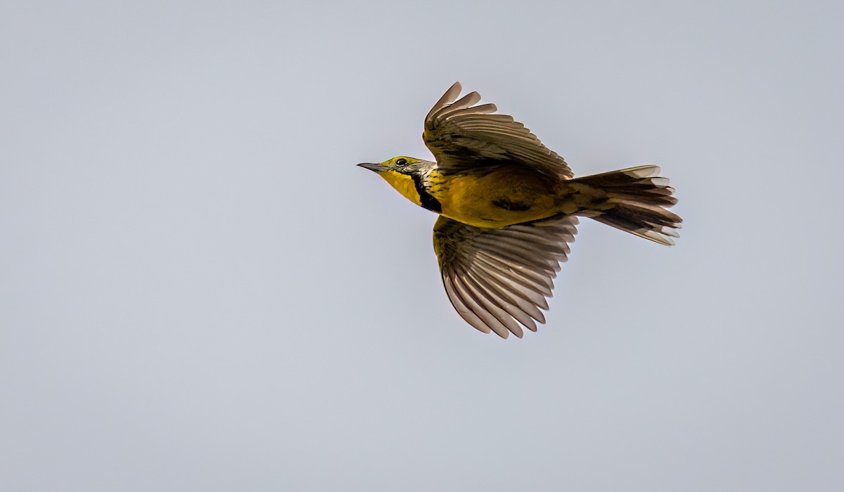 Yellow-throated Longclaw - ML646421782