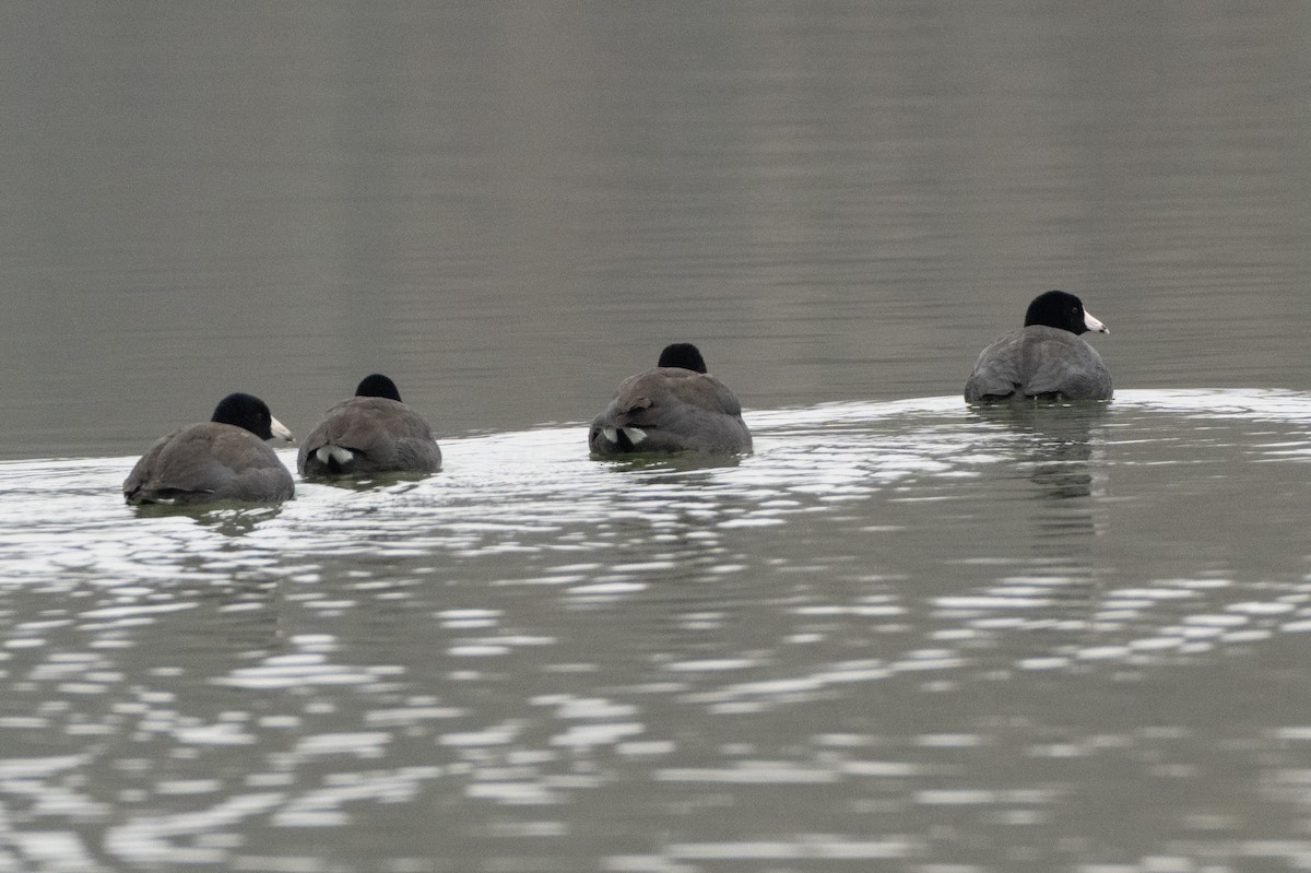 American Coot - ML646421786