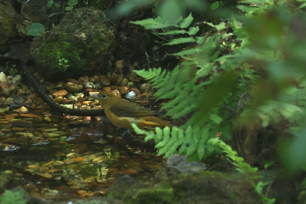 piranga ohnivá - ML646421801