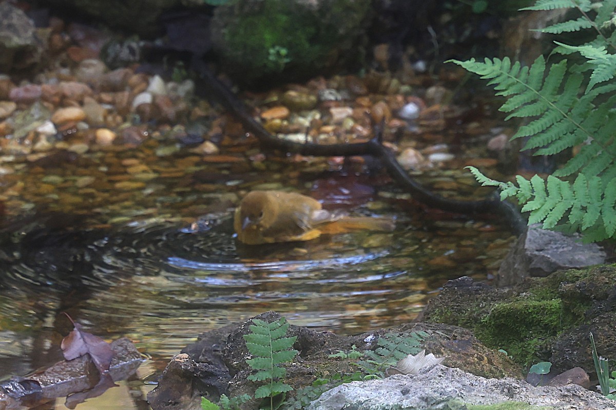 piranga ohnivá - ML646421806