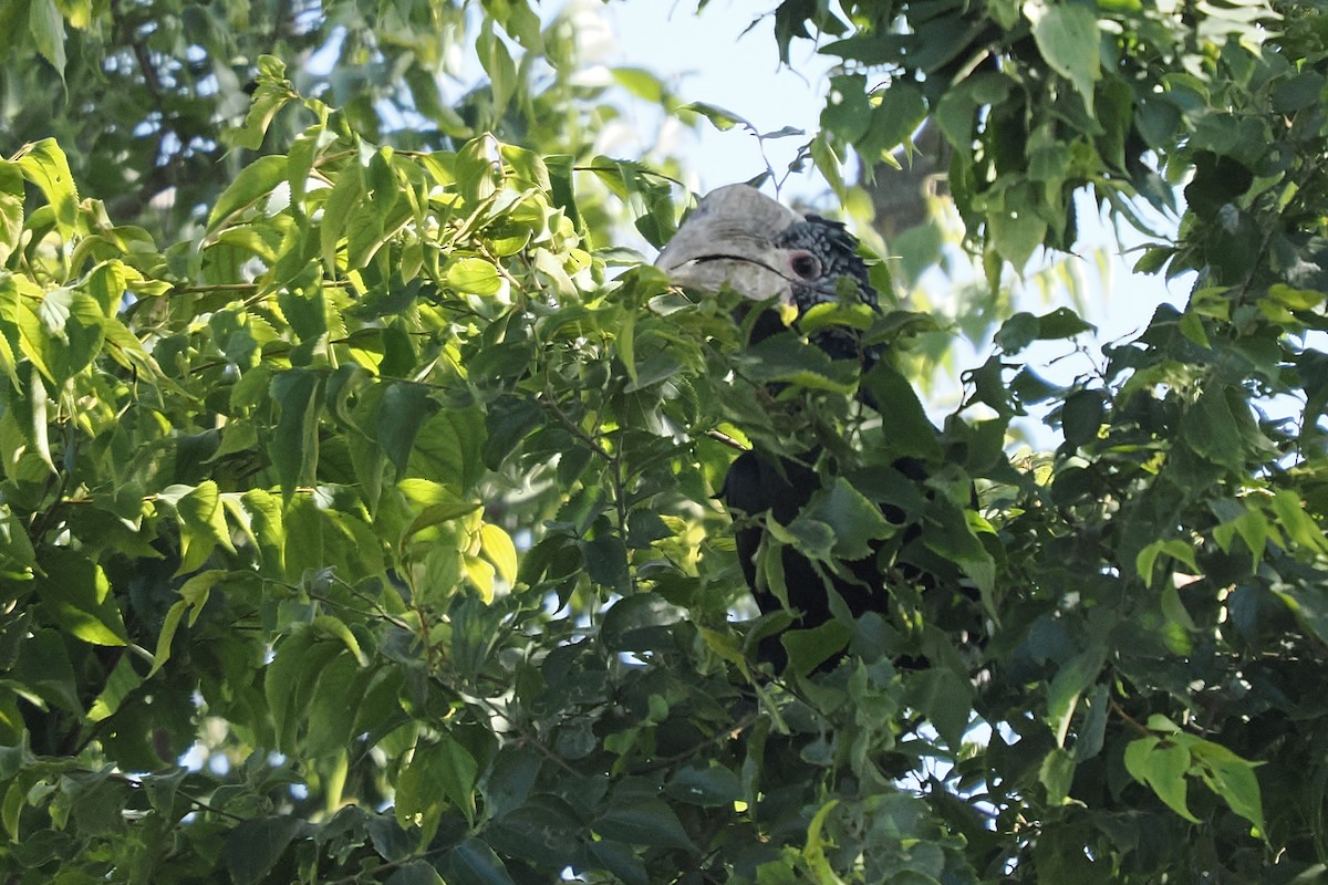 Silvery-cheeked Hornbill - ML646421814