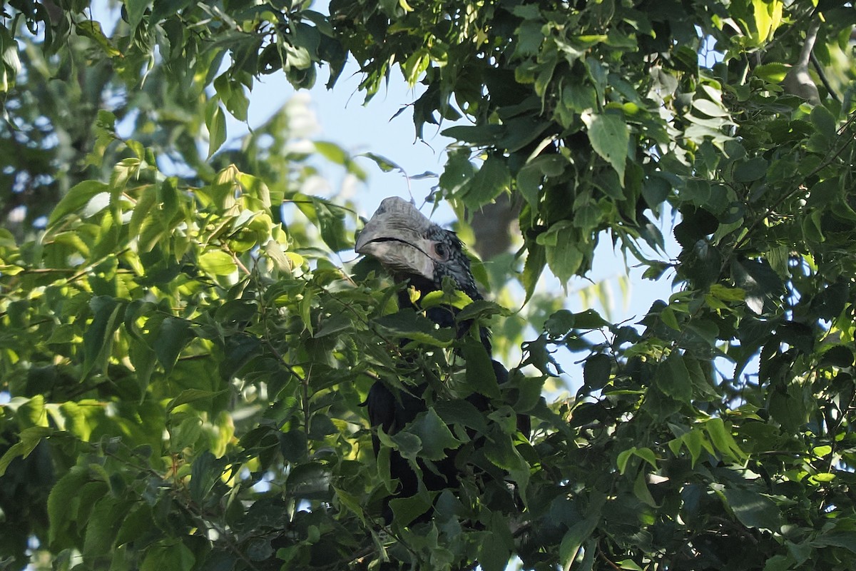 Silvery-cheeked Hornbill - ML646421815