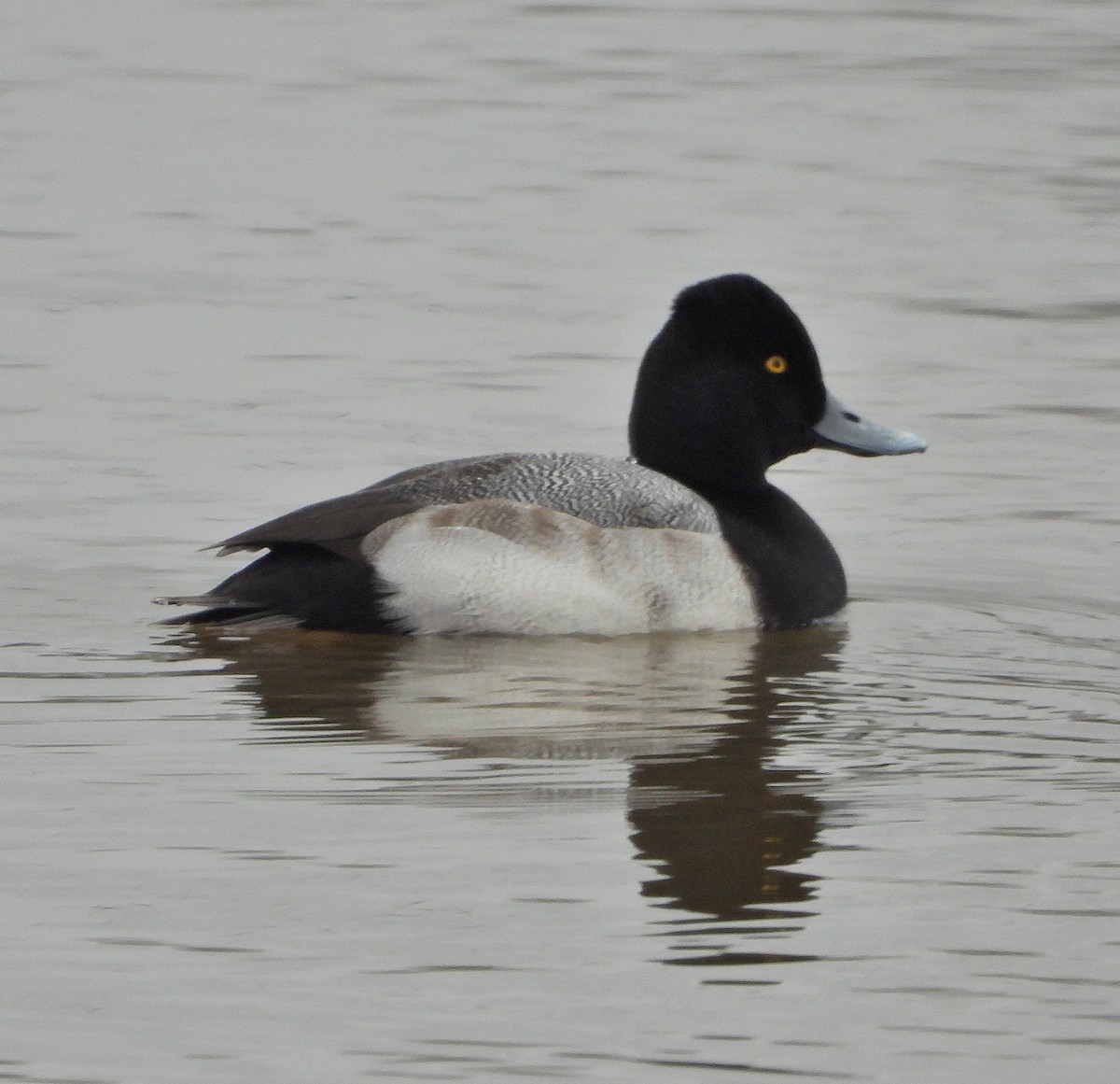 Lesser Scaup - ML646421818