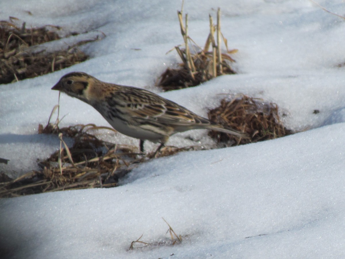 lappspurv - ML646421819