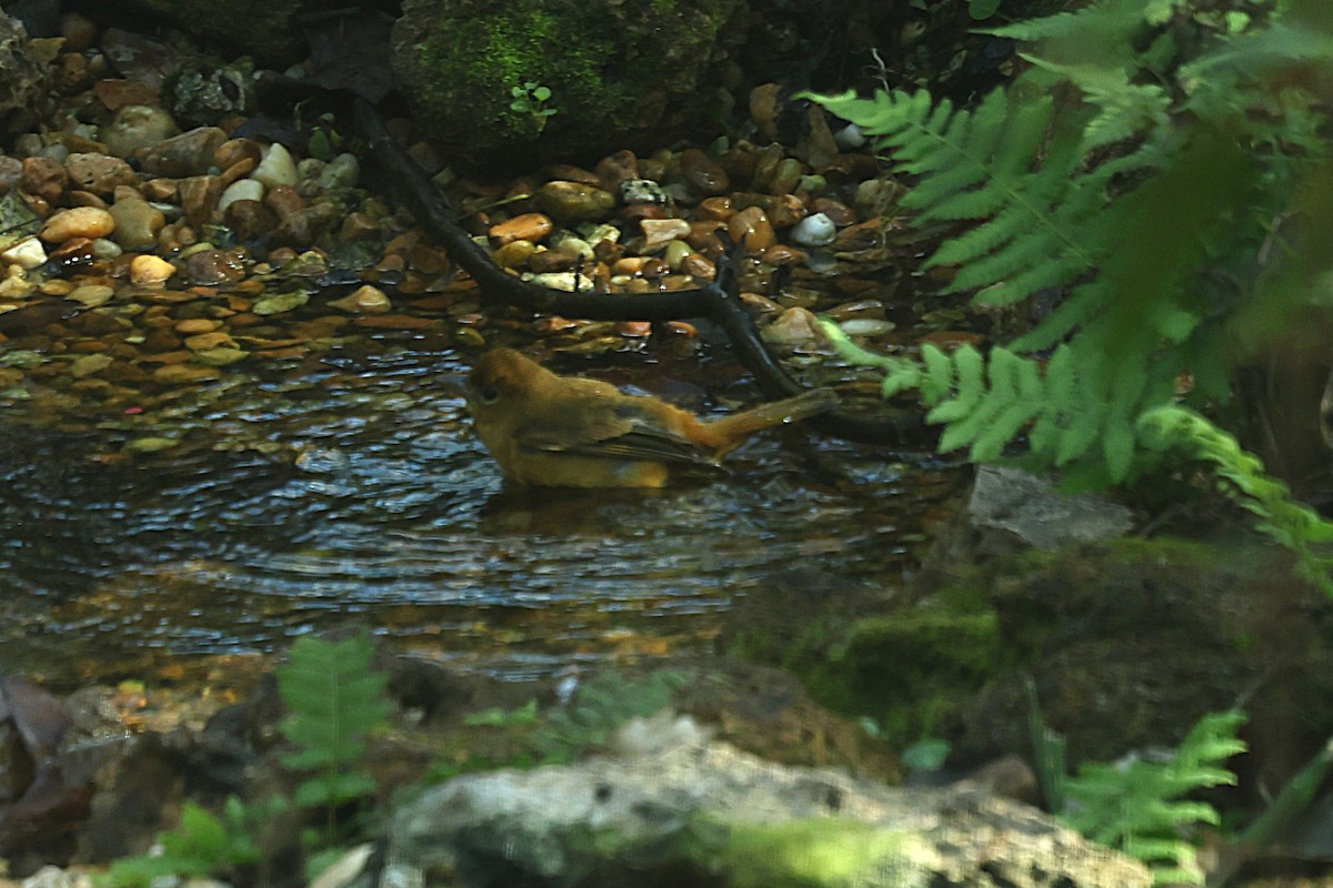 piranga ohnivá - ML646421821