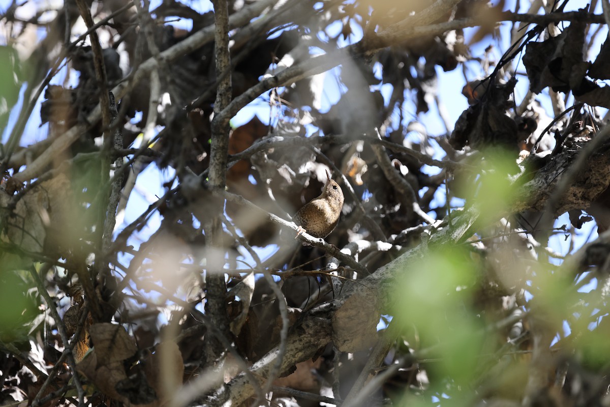 Pacific Wren - ML646421827