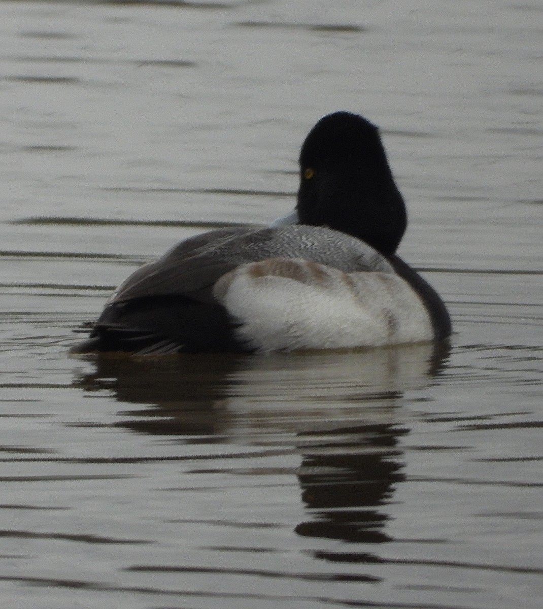 Lesser Scaup - ML646421828