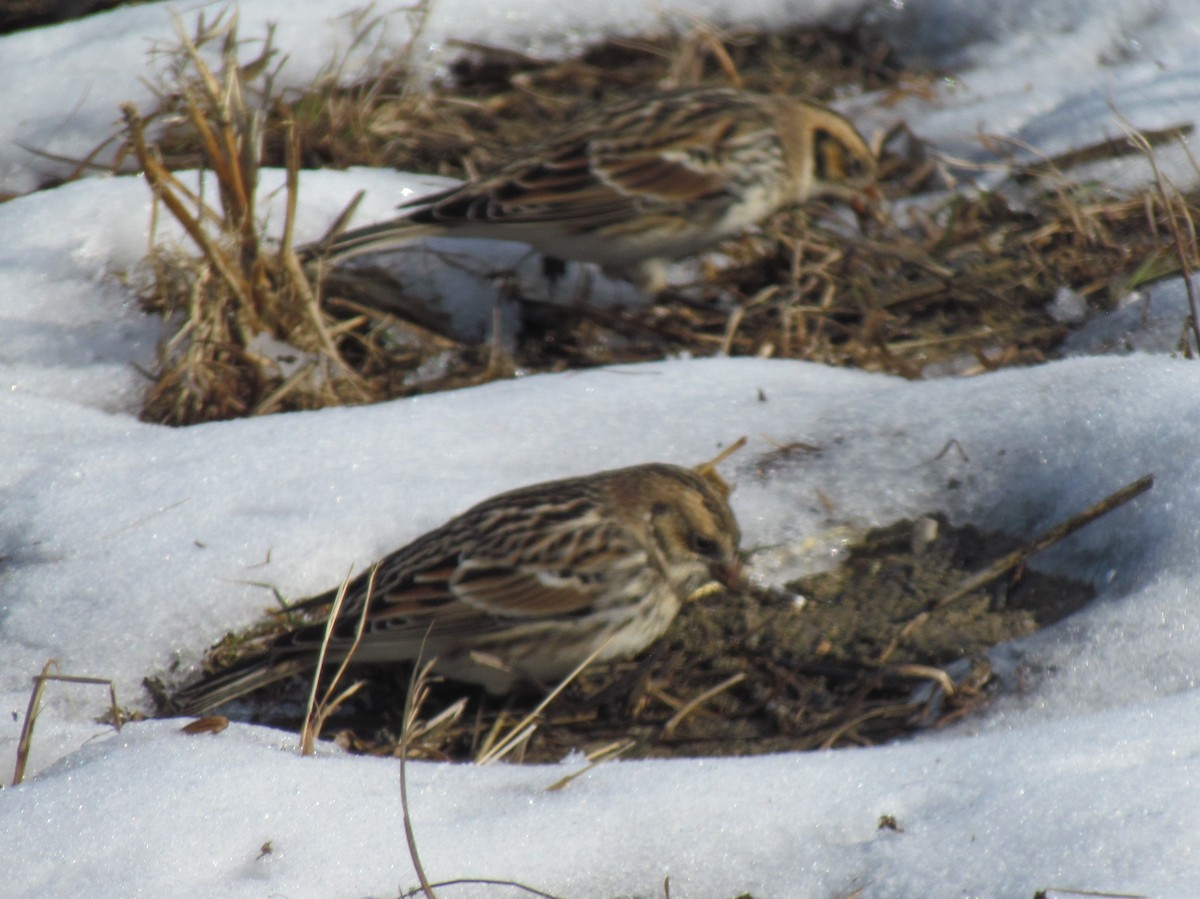 lappspurv - ML646421829