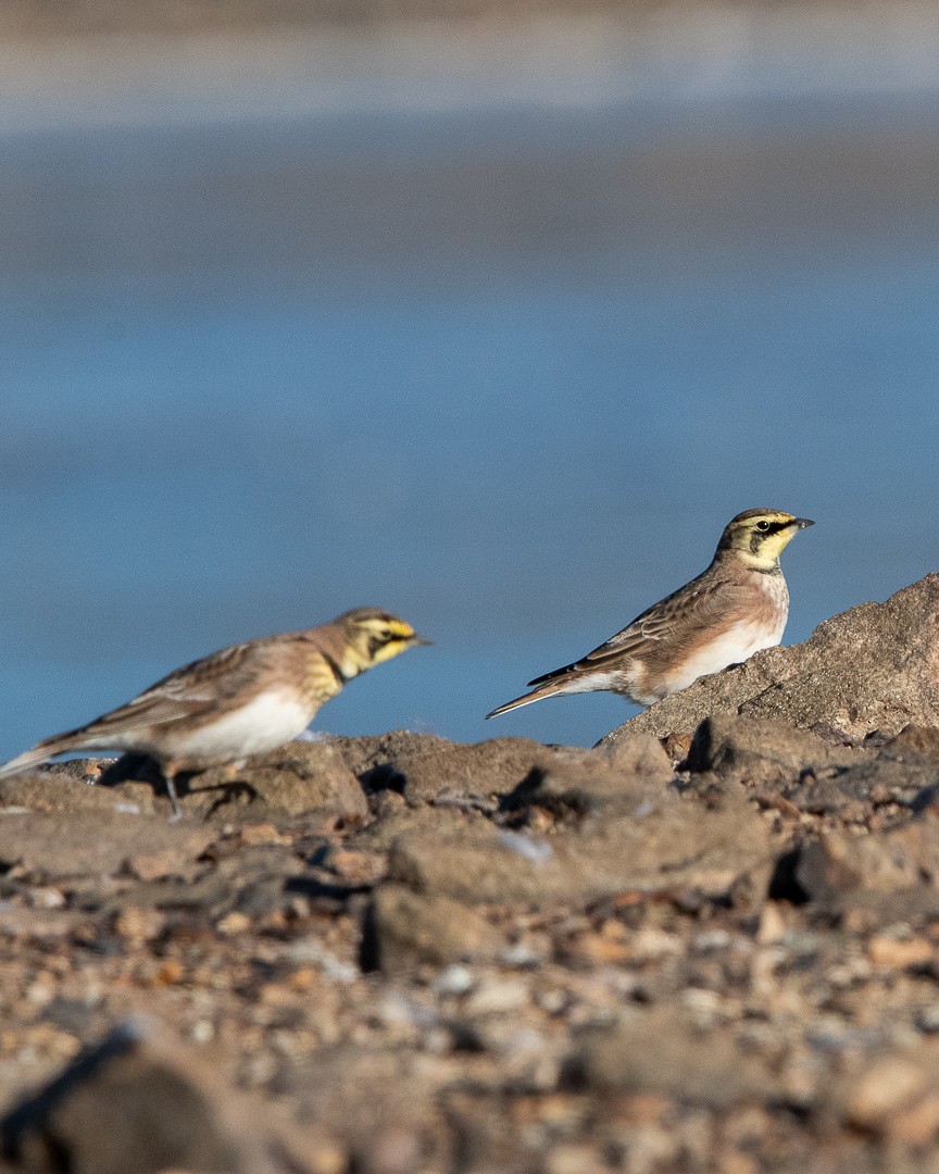 Horned Lark - ML646421830
