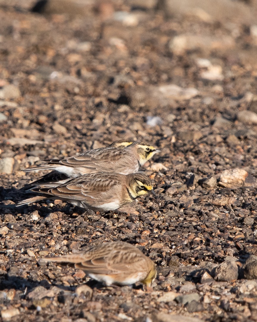 Horned Lark - ML646421831
