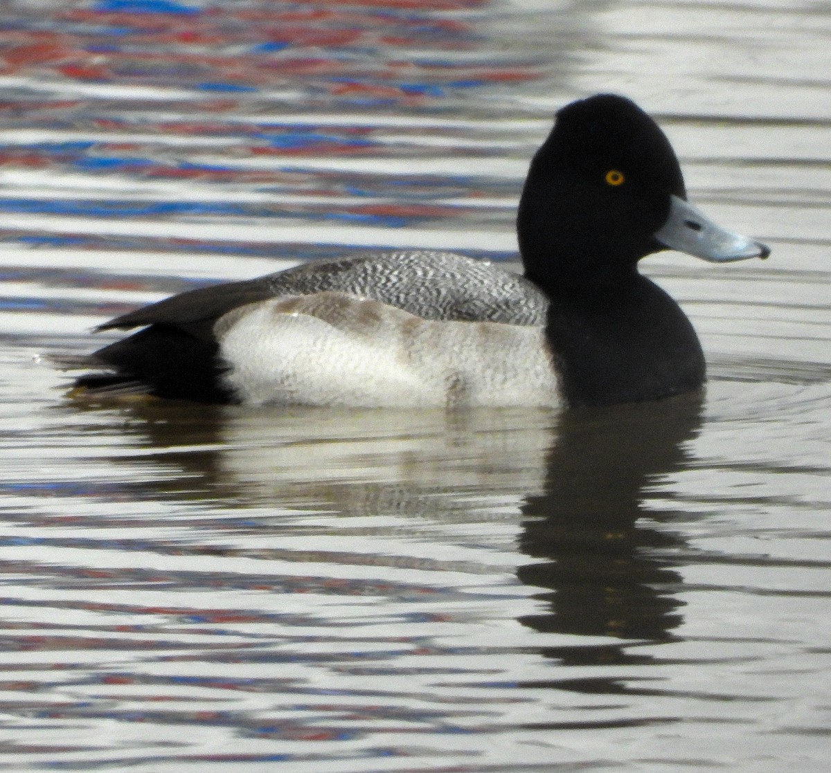 Lesser Scaup - ML646421832