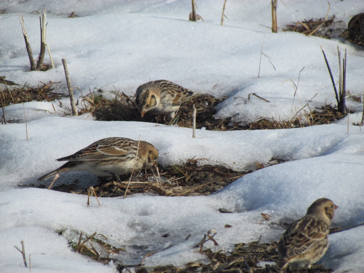 lappspurv - ML646421835