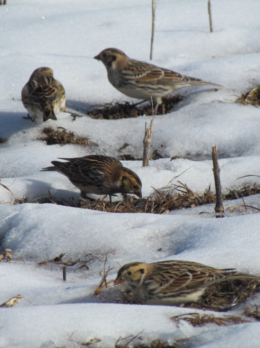 lappspurv - ML646421836