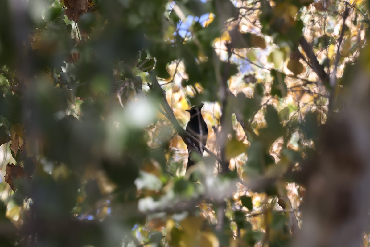 Steller's Jay (Southwest Interior) - ML646421842