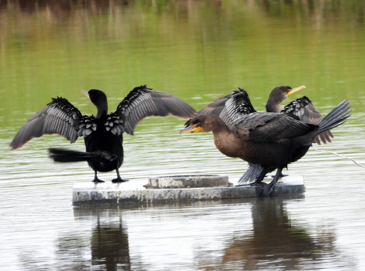 Double-crested Cormorant - ML646421843