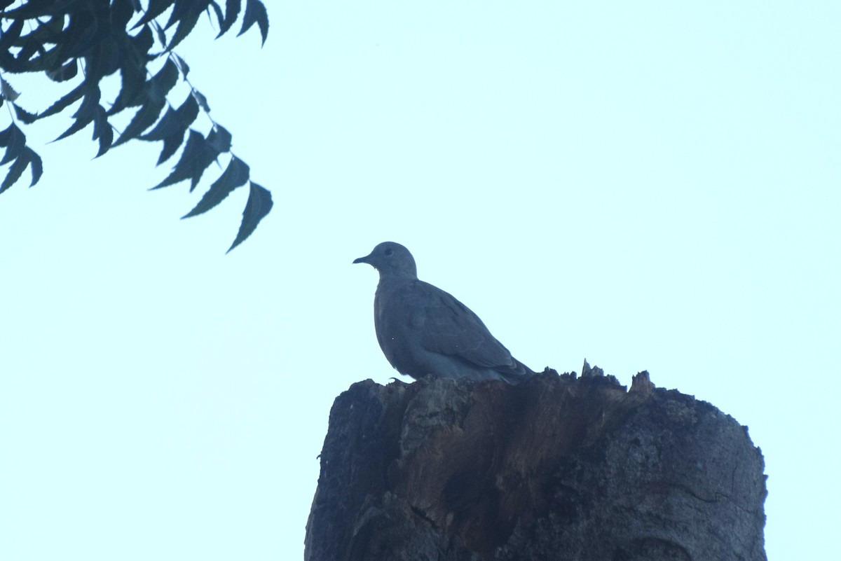 Mourning Dove - ML646421852