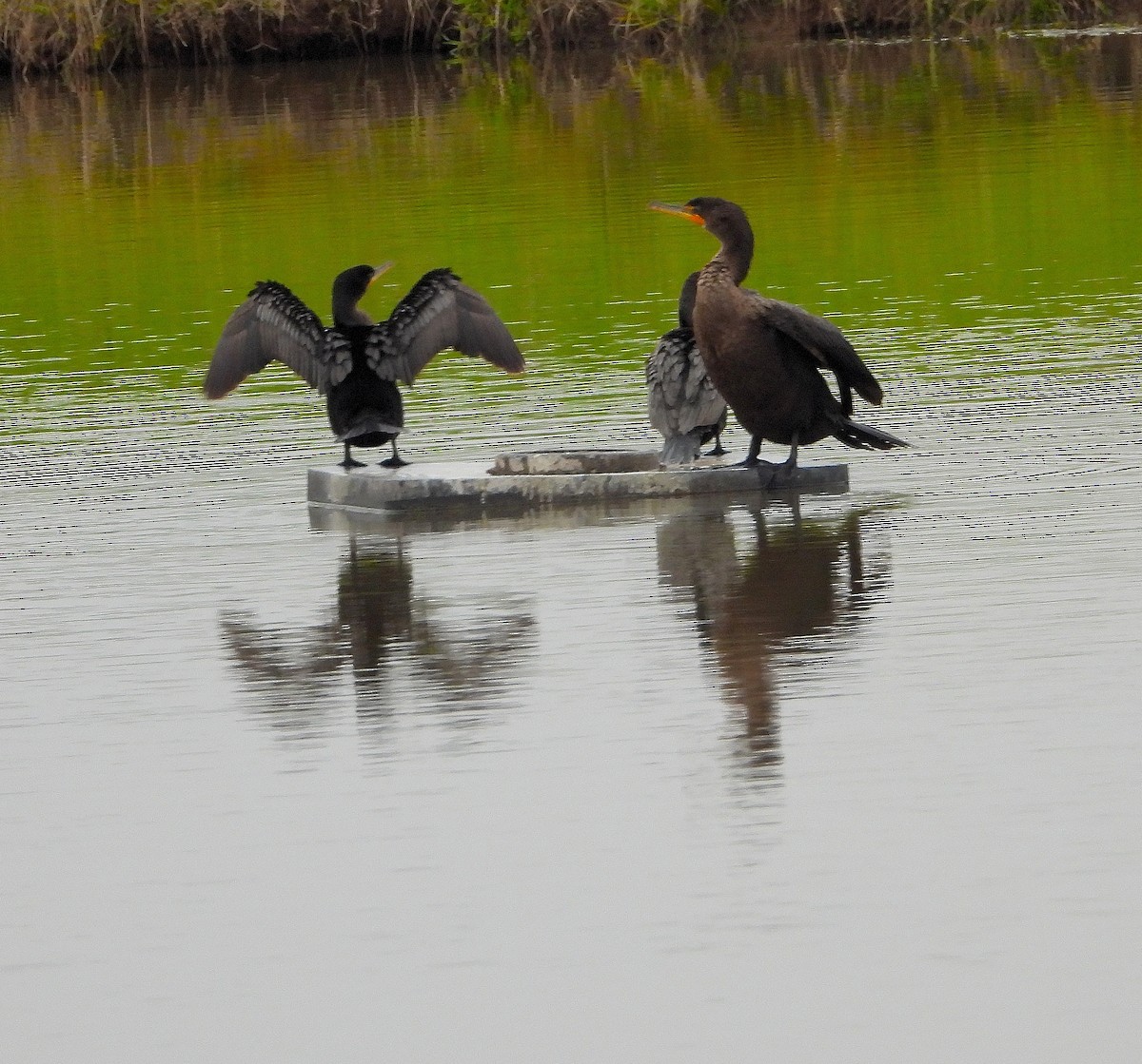 Neotropic Cormorant - ML646421854