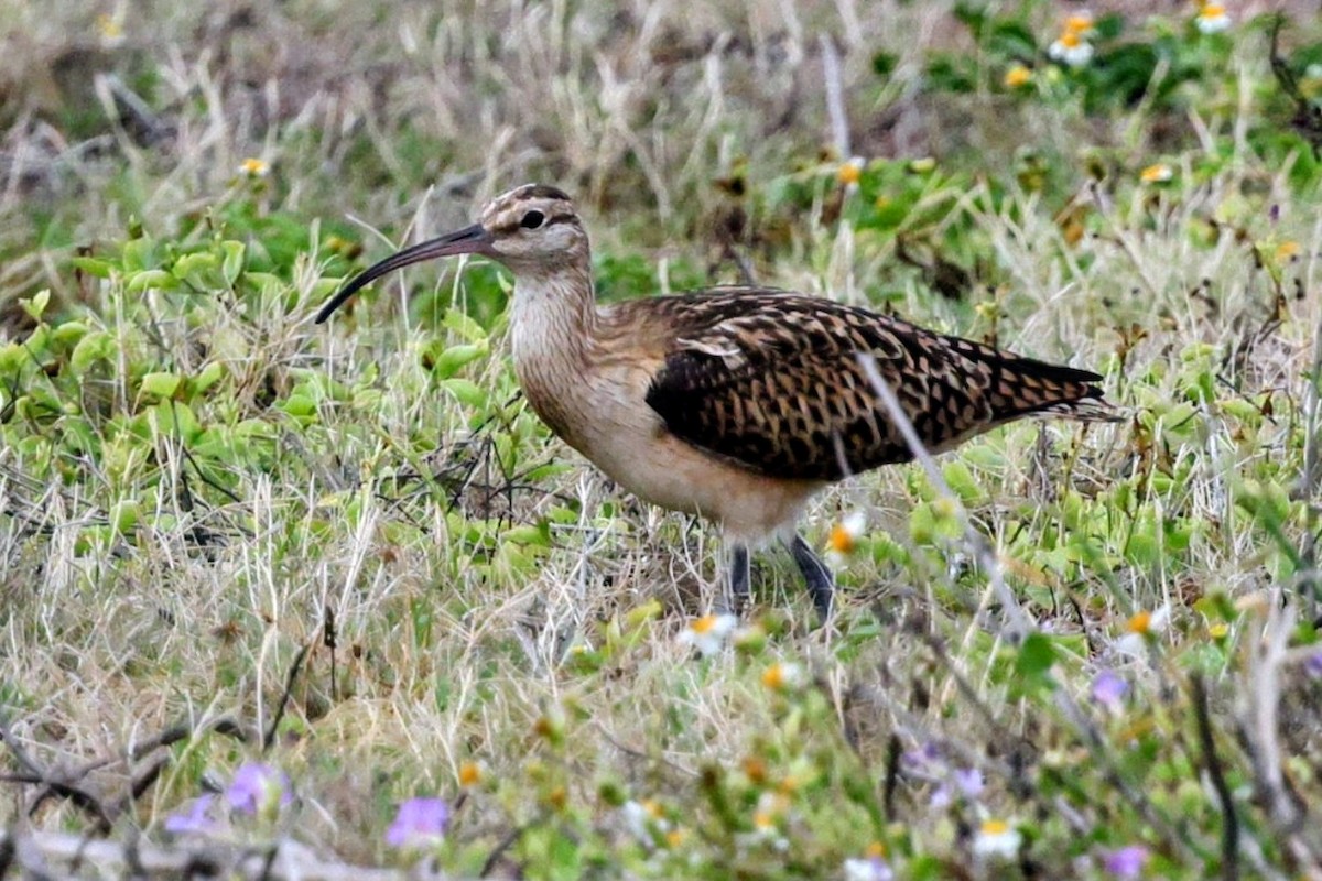 Bristle-thighed Curlew - ML646421855