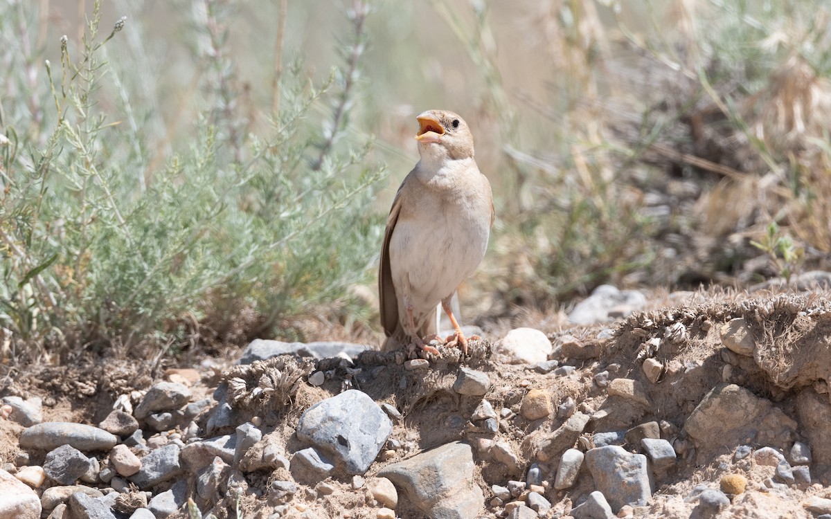 Boz Serçe - ML646421857