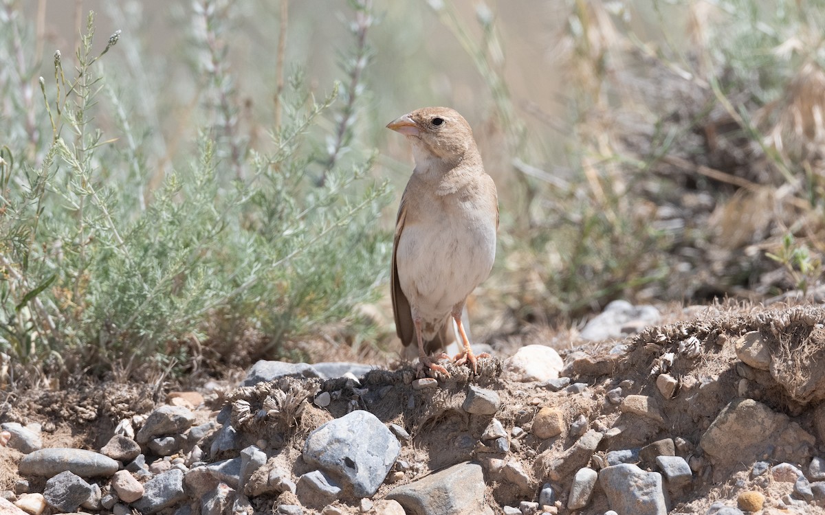 Boz Serçe - ML646421859