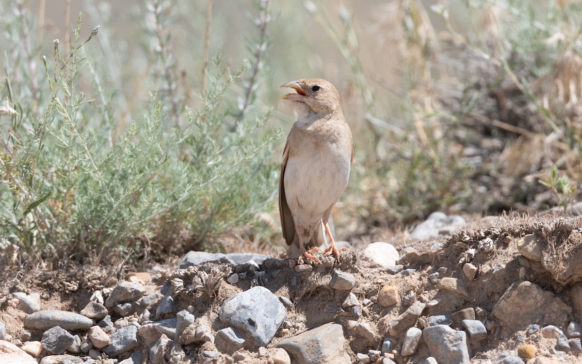 Boz Serçe - ML646421863