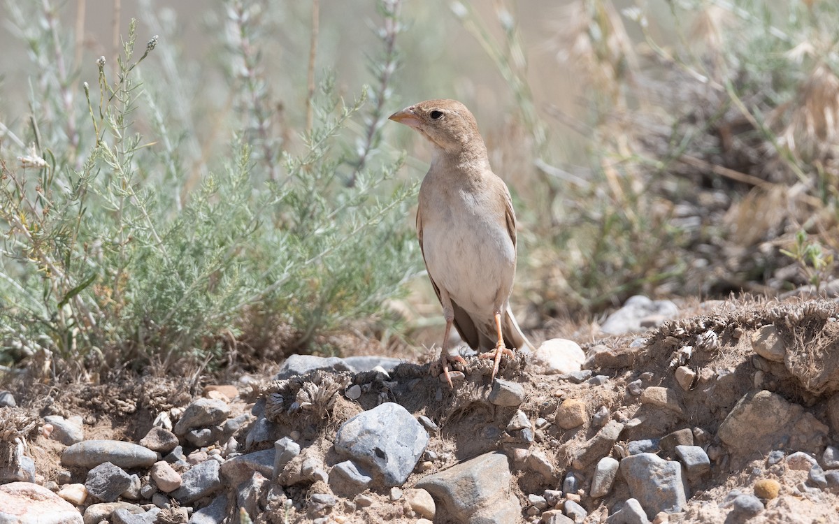 Boz Serçe - ML646421864
