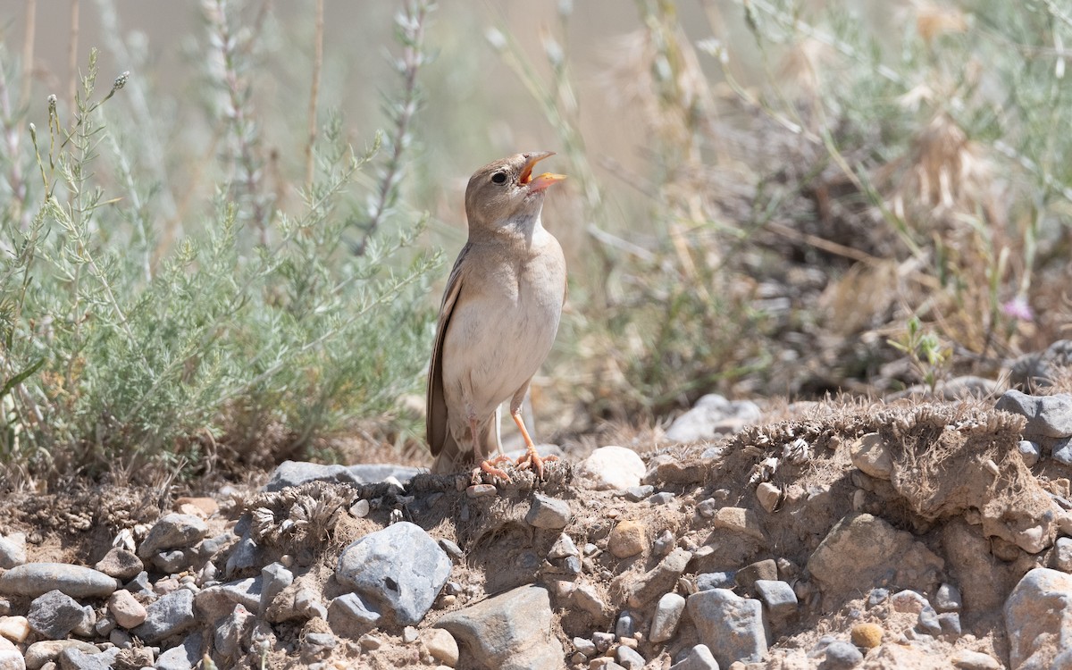 Boz Serçe - ML646421865