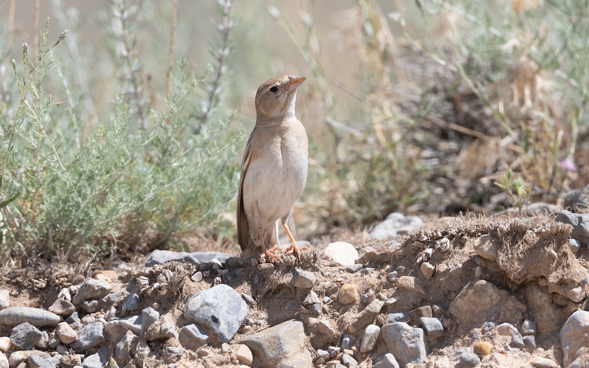 Boz Serçe - ML646421866