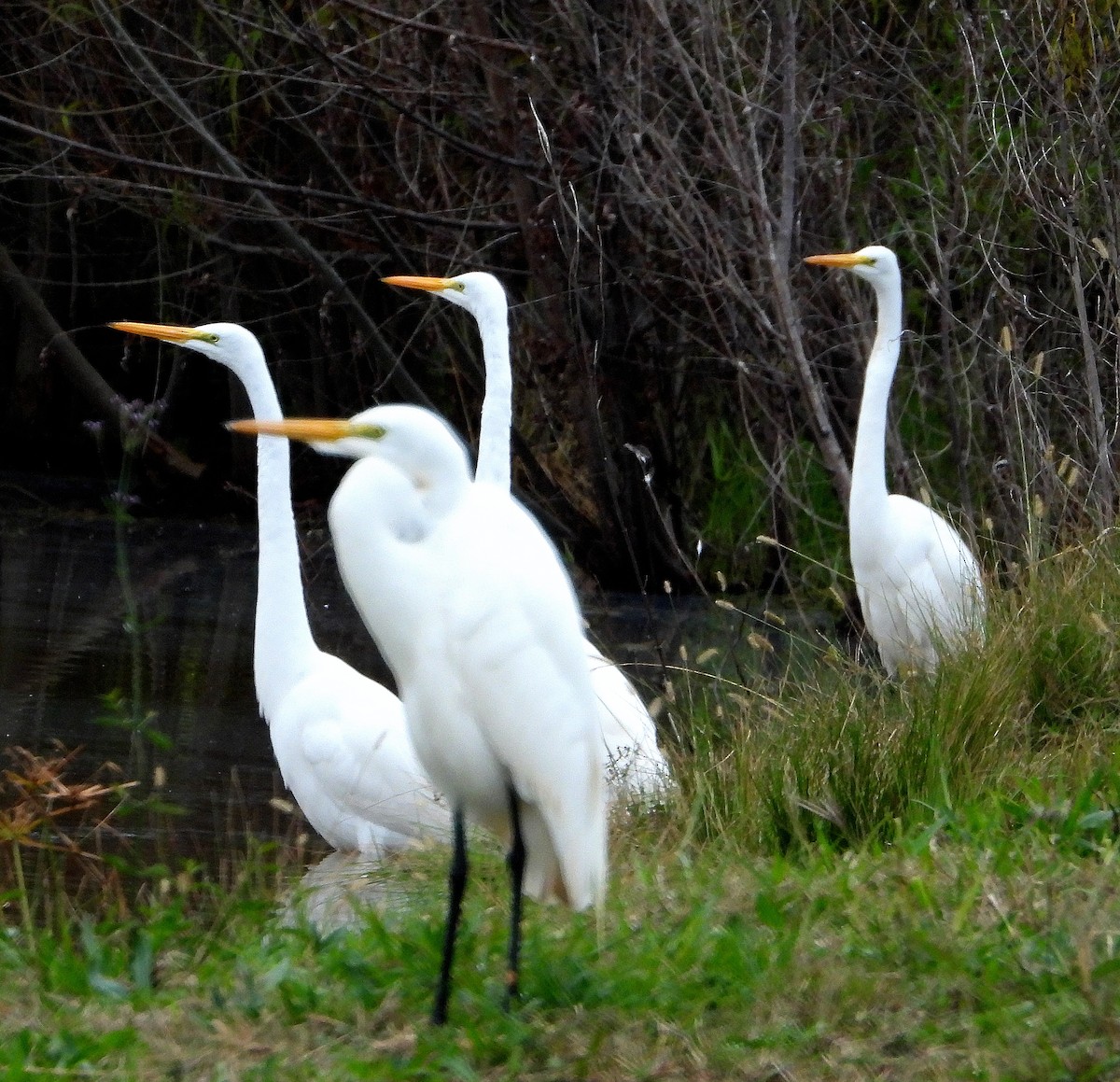 Garceta Grande - ML646421874