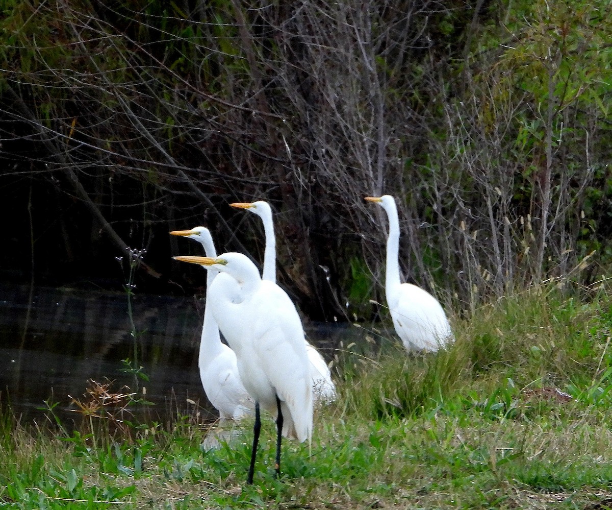 Garceta Grande - ML646421878