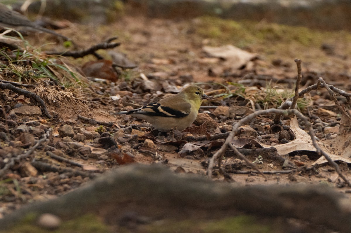 Altın İskete - ML646421879