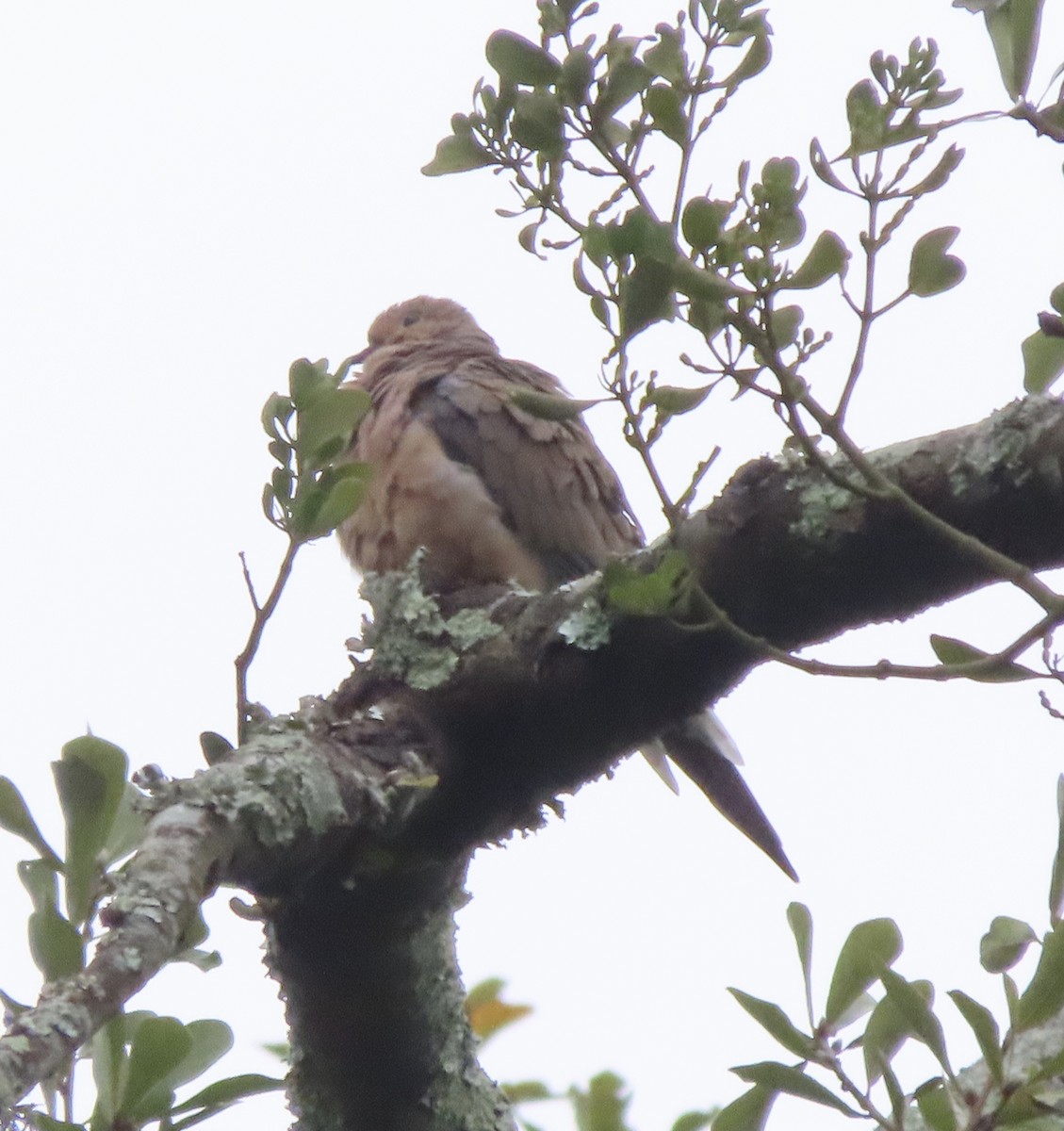 Mourning Dove - ML646421880