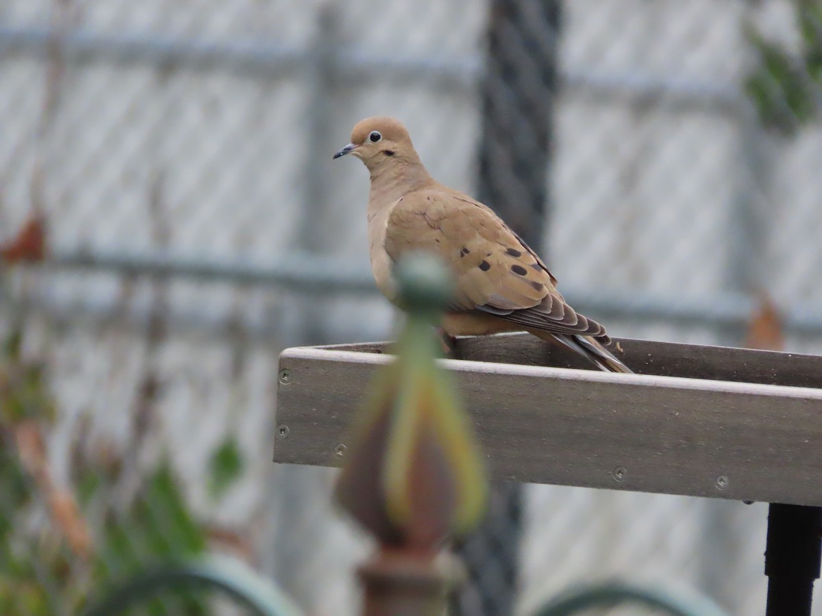 Mourning Dove - ML646421882