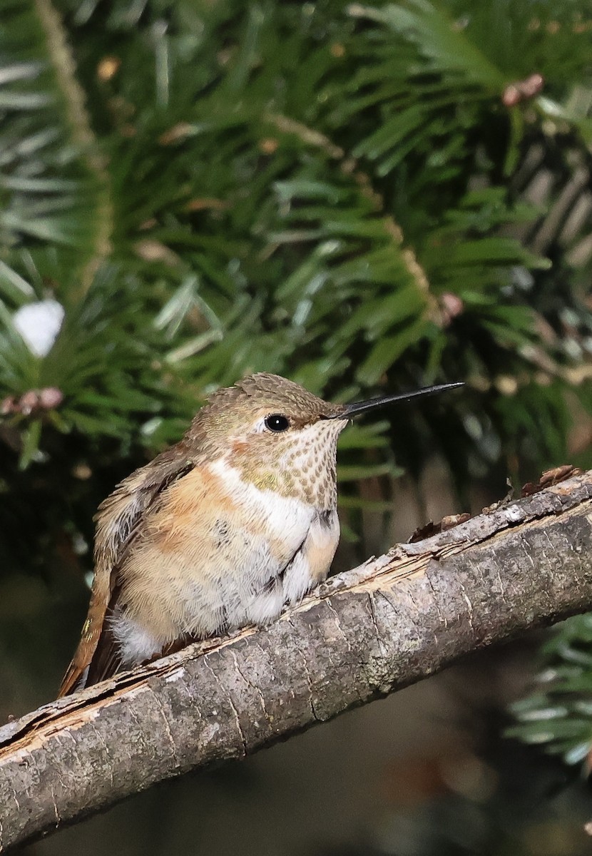 Rufous Hummingbird - ML646421883