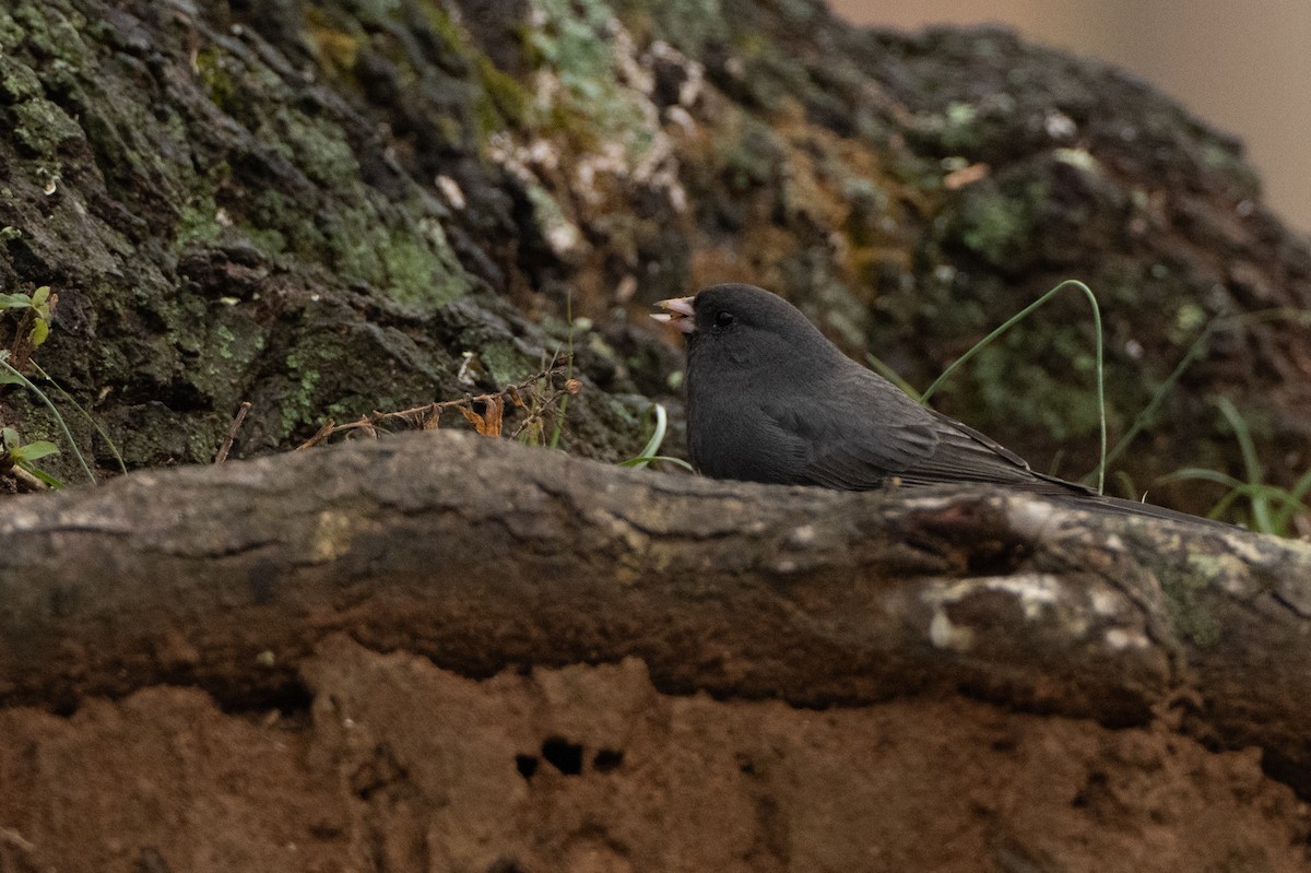Dark-eyed Junco - ML646421884