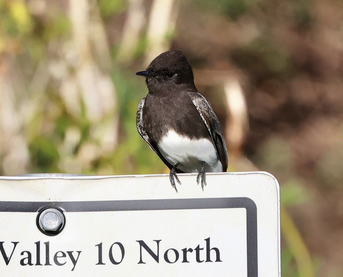 Black Phoebe - ML646421885