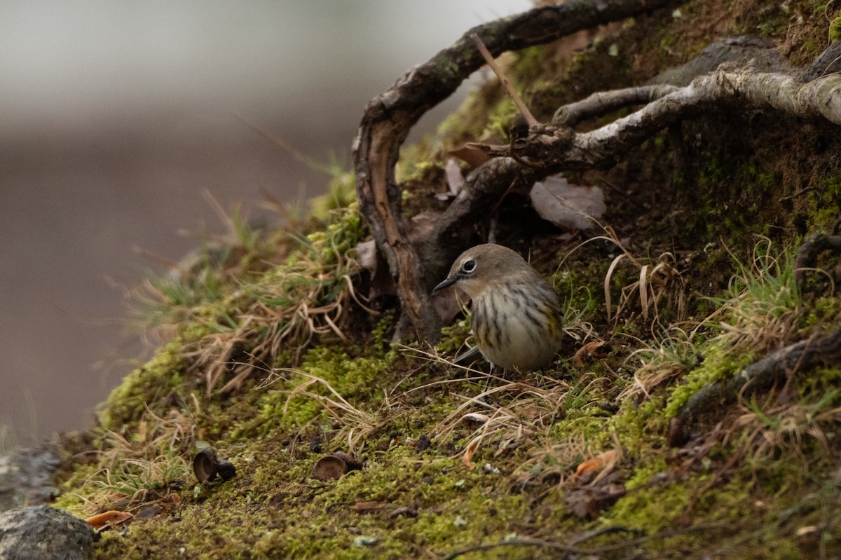 Yellow-rumped Warbler - ML646421888