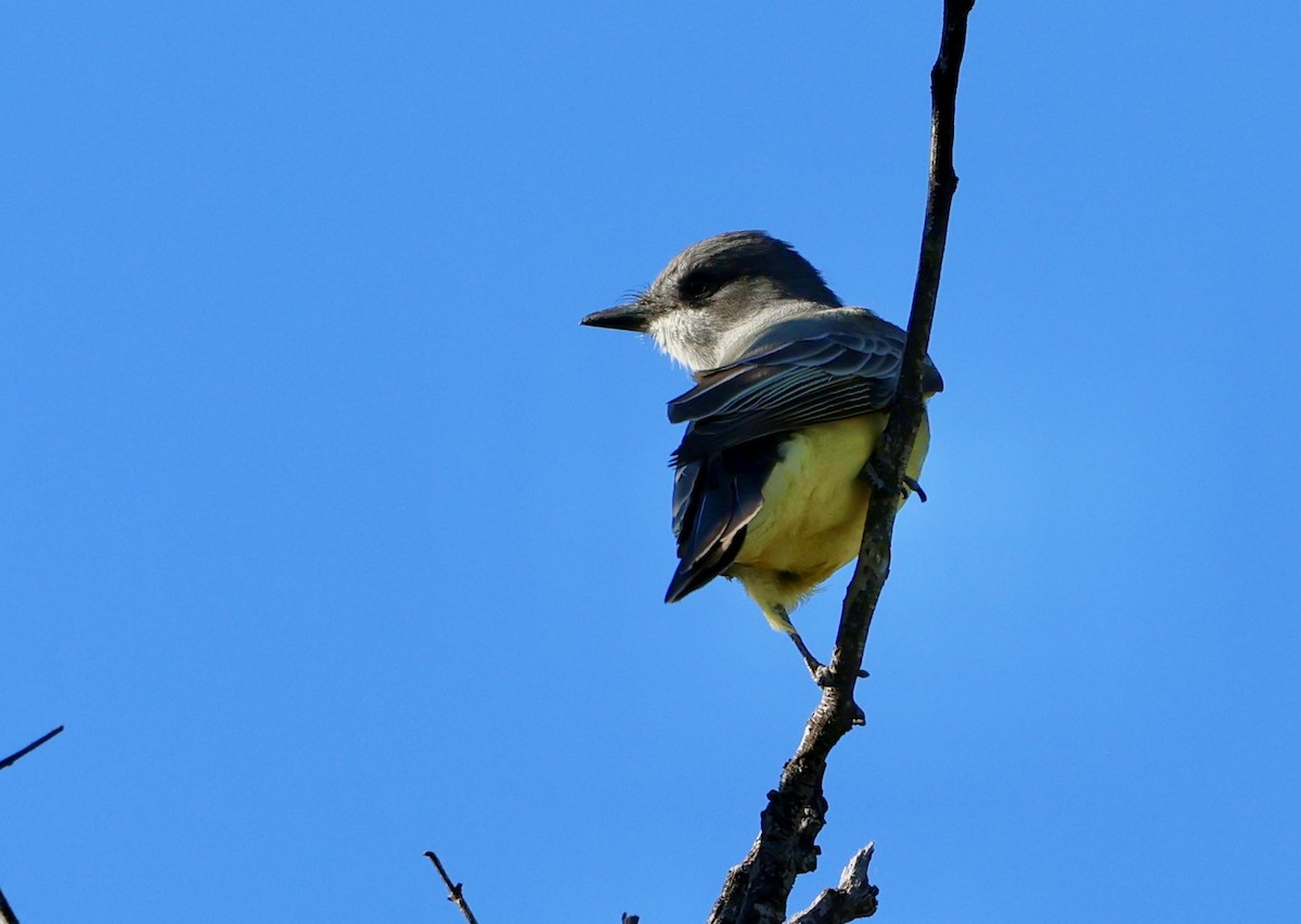 Cassin's Kingbird - ML646421889
