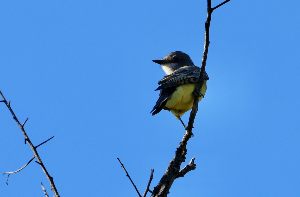 Cassin's Kingbird - ML646421890