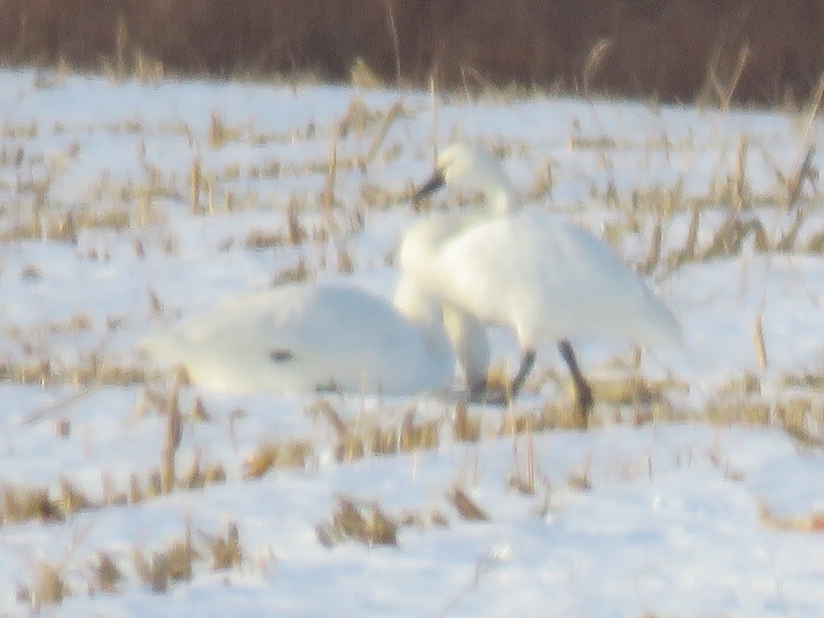 Tundra Swan - ML646421893
