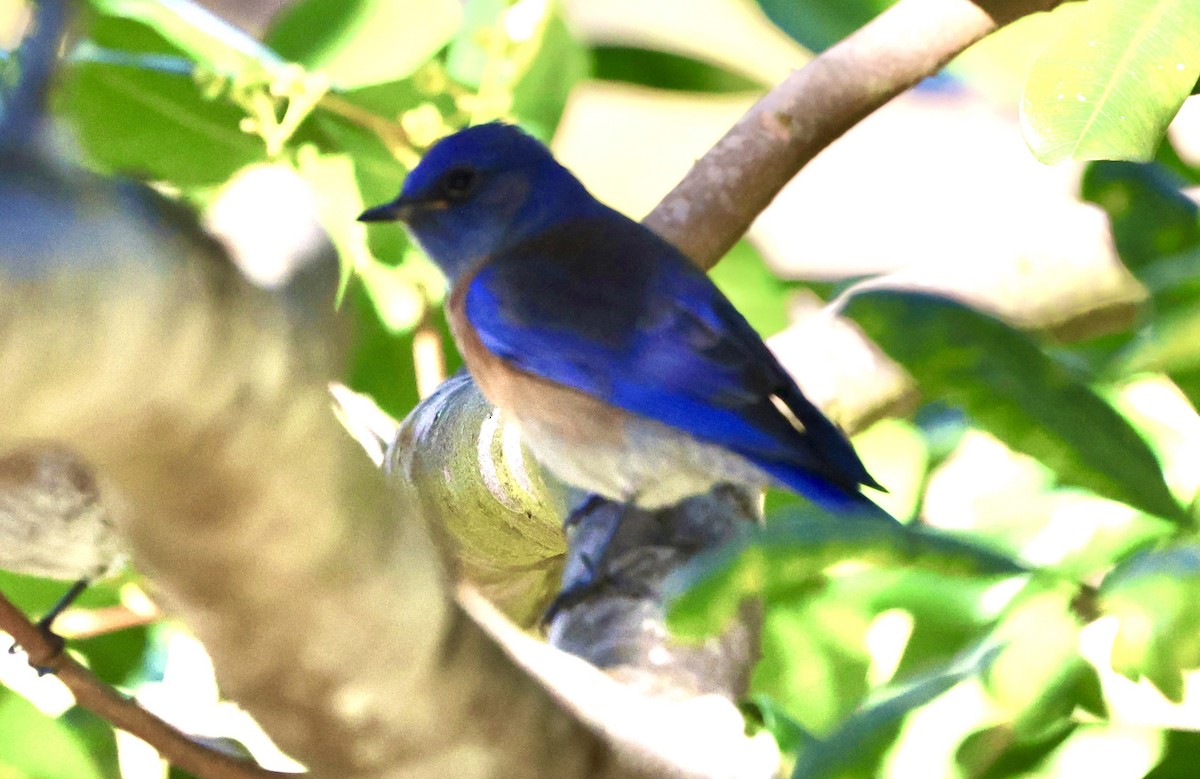 Western Bluebird - ML646421897