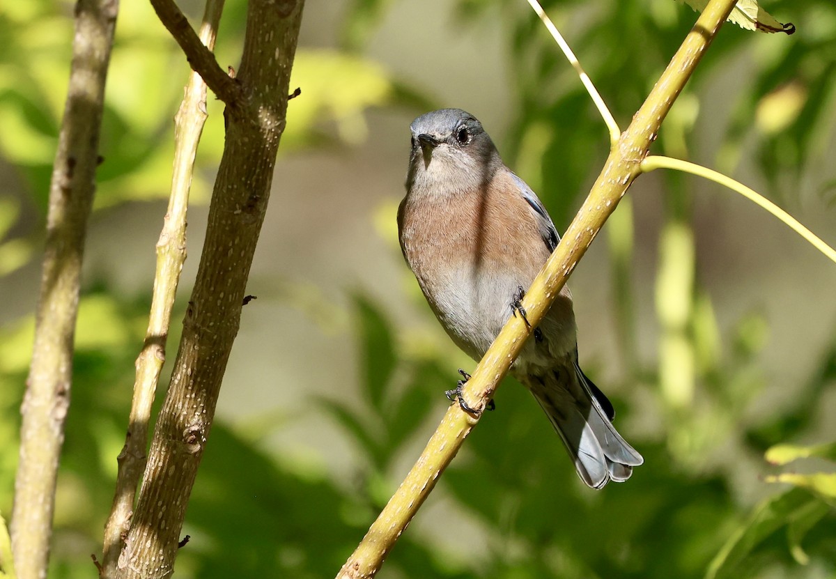 Western Bluebird - ML646421898