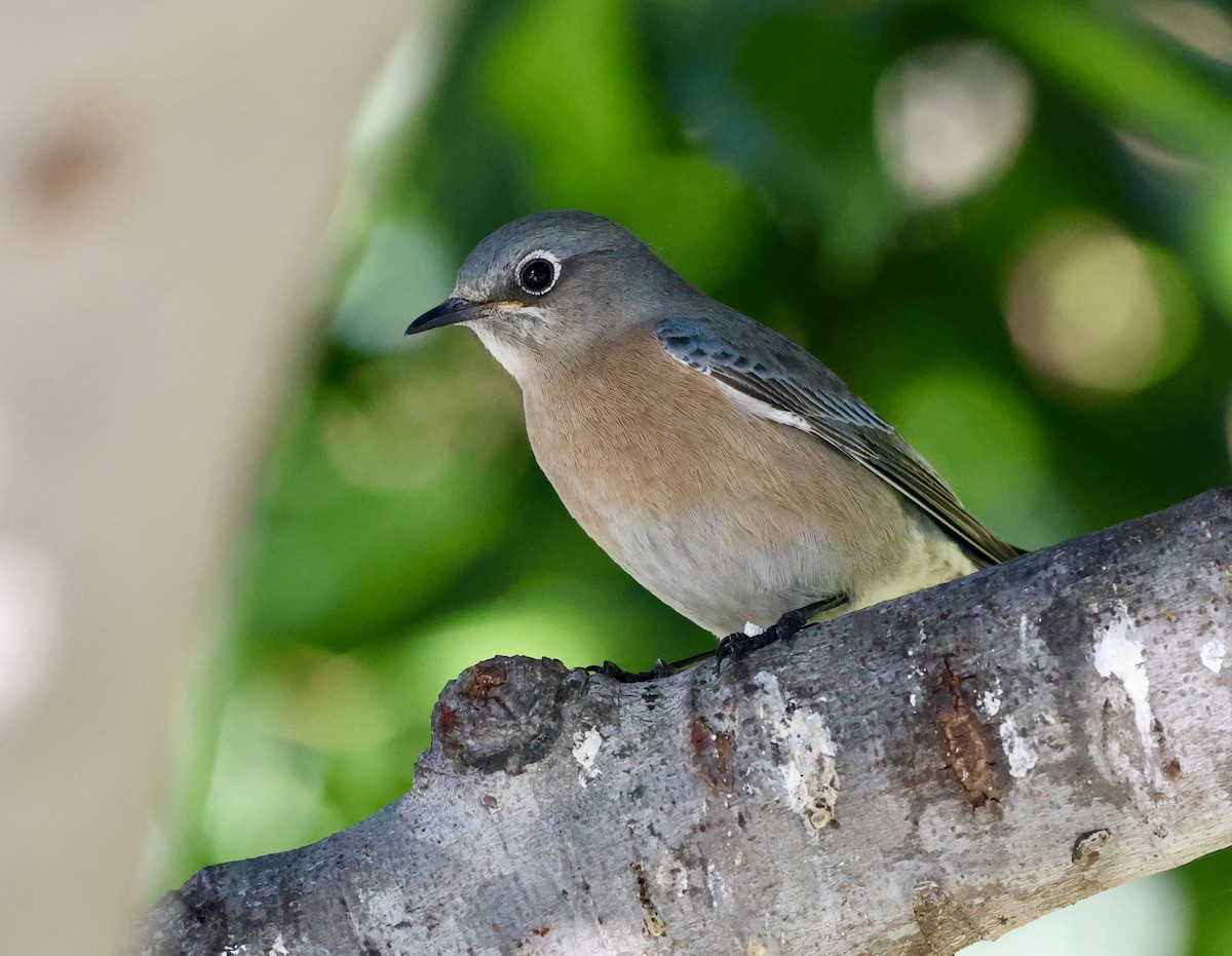 Western Bluebird - ML646421899