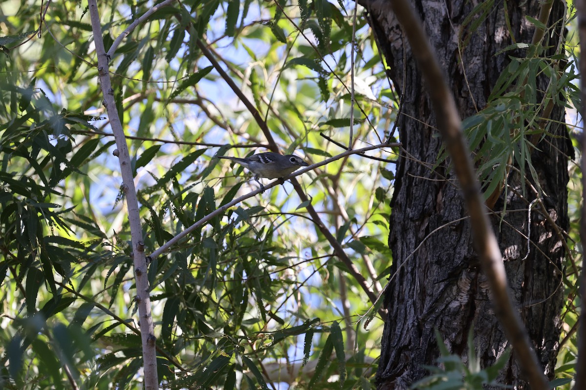 Plumbeous Vireo - ML646421901