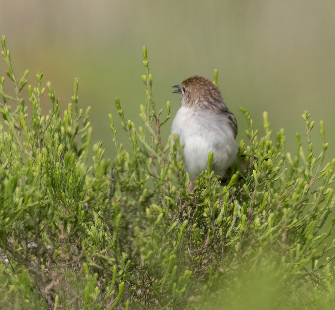 Wailing Cisticola - ML646421902