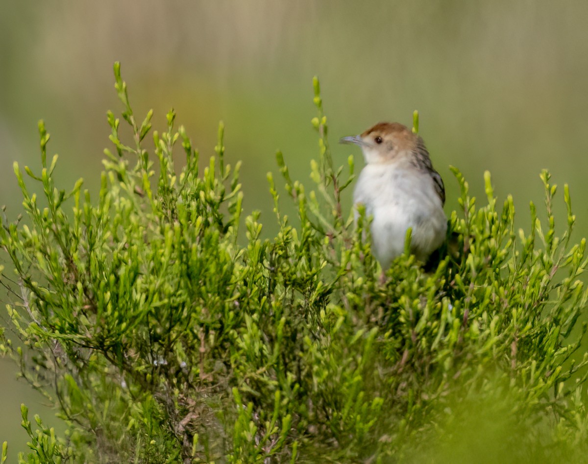 Wailing Cisticola - ML646421903
