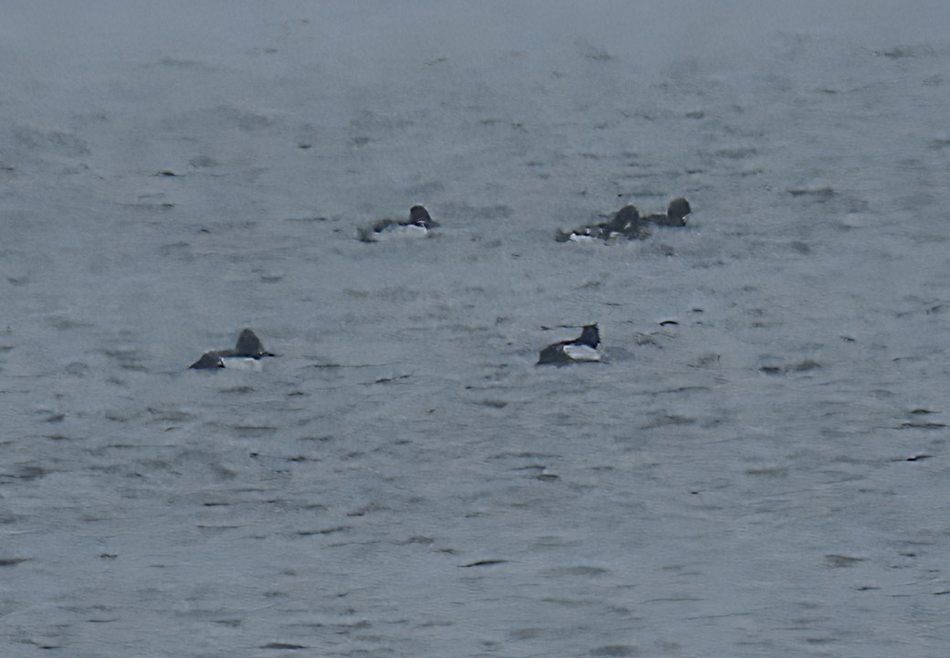 Garrot d'Islande - ML646421904