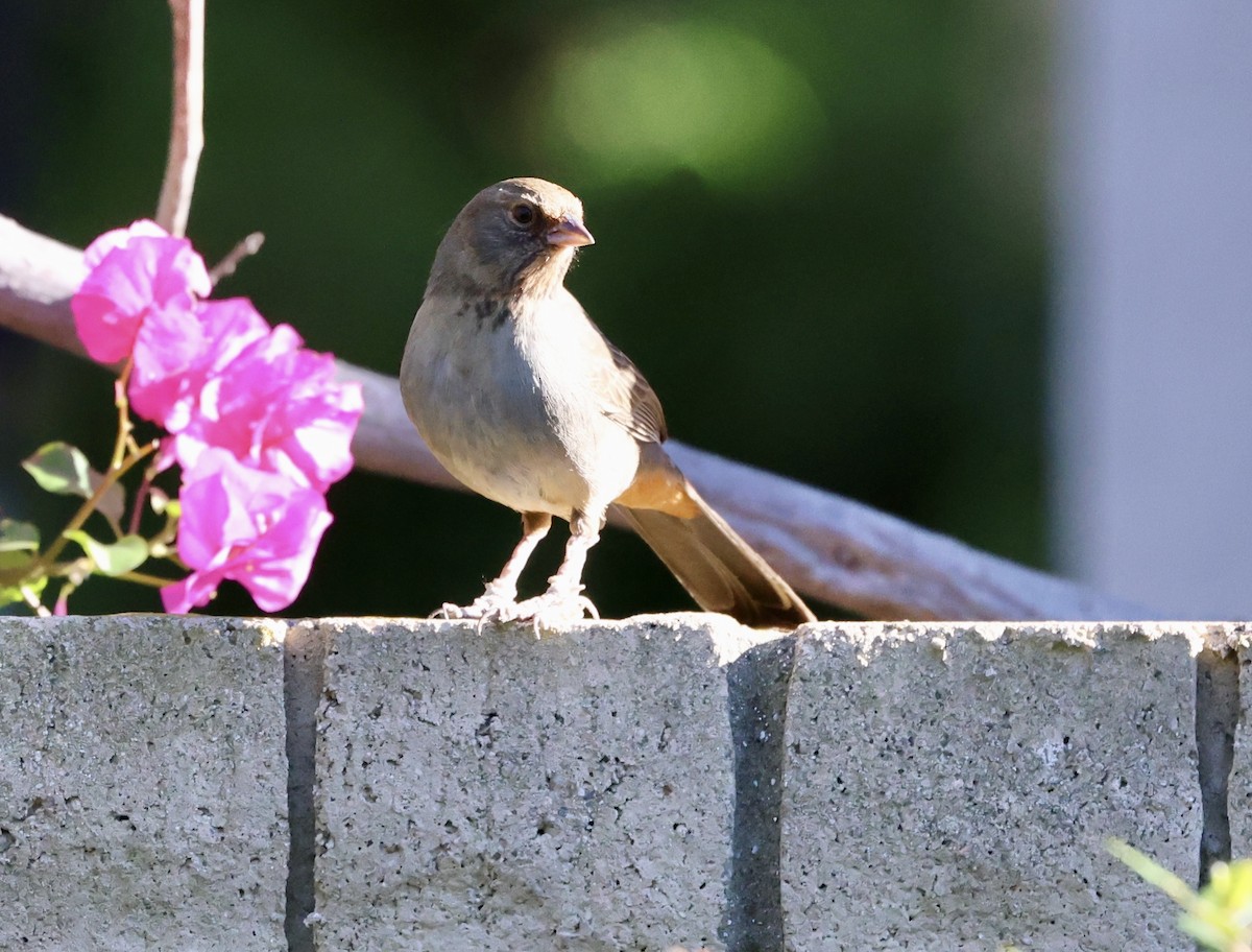 California Towhee - ML646421905