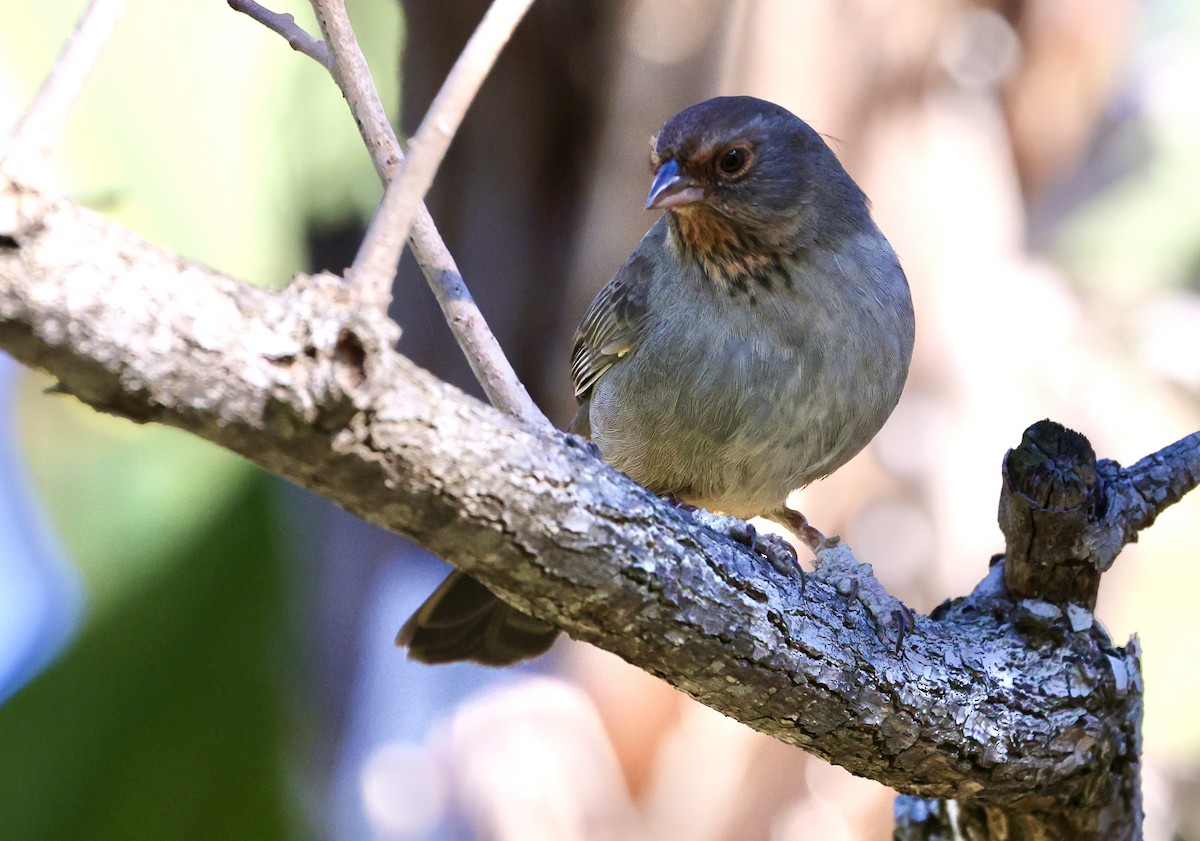 California Towhee - ML646421906